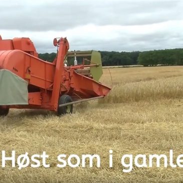 Høst som i gamle dage