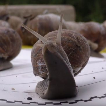 Naturensdag Langø 2018