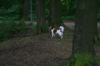 Wandeling met Floyd mei 2014