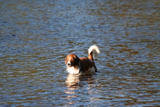 Nieuwjaarswandeling 2014