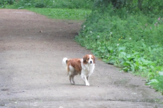 Wandeling met Floyd mei 2014