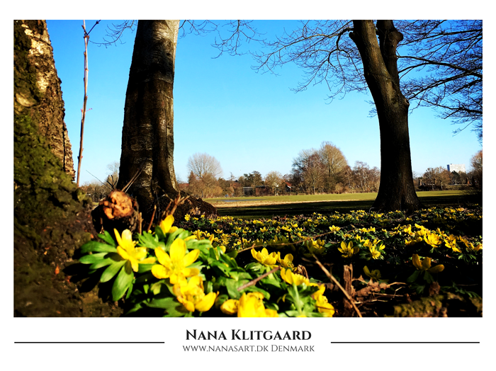 Postcard – Yellow Flowers