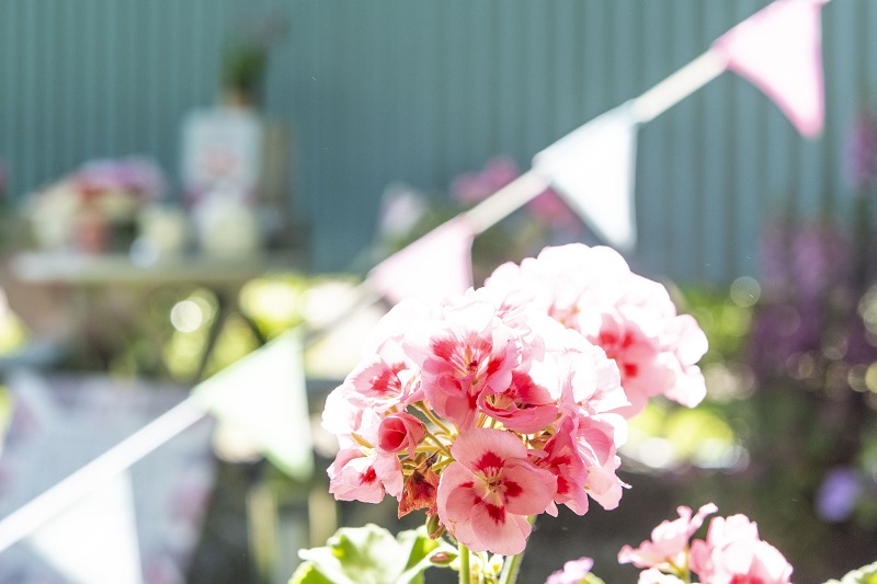 Flowers around Nanpusker Glamping Holidays