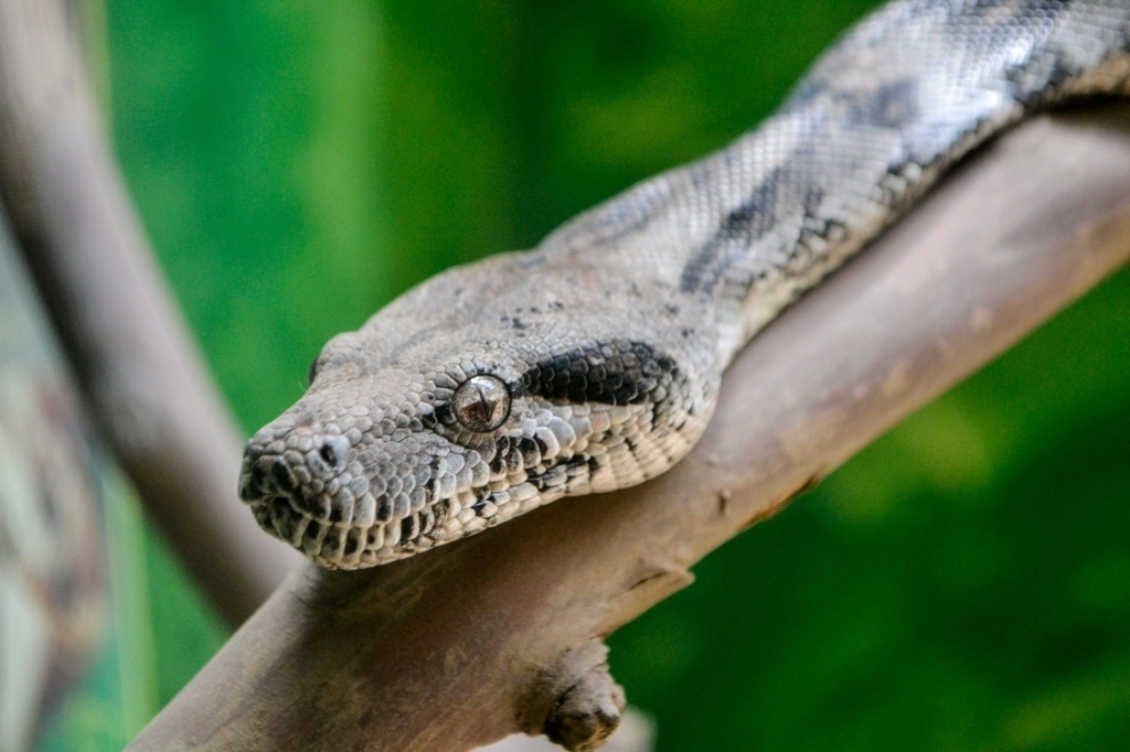 a boa constrictor on a branch