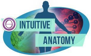 ThetaHealing® Intuitive Anatomie Seminar