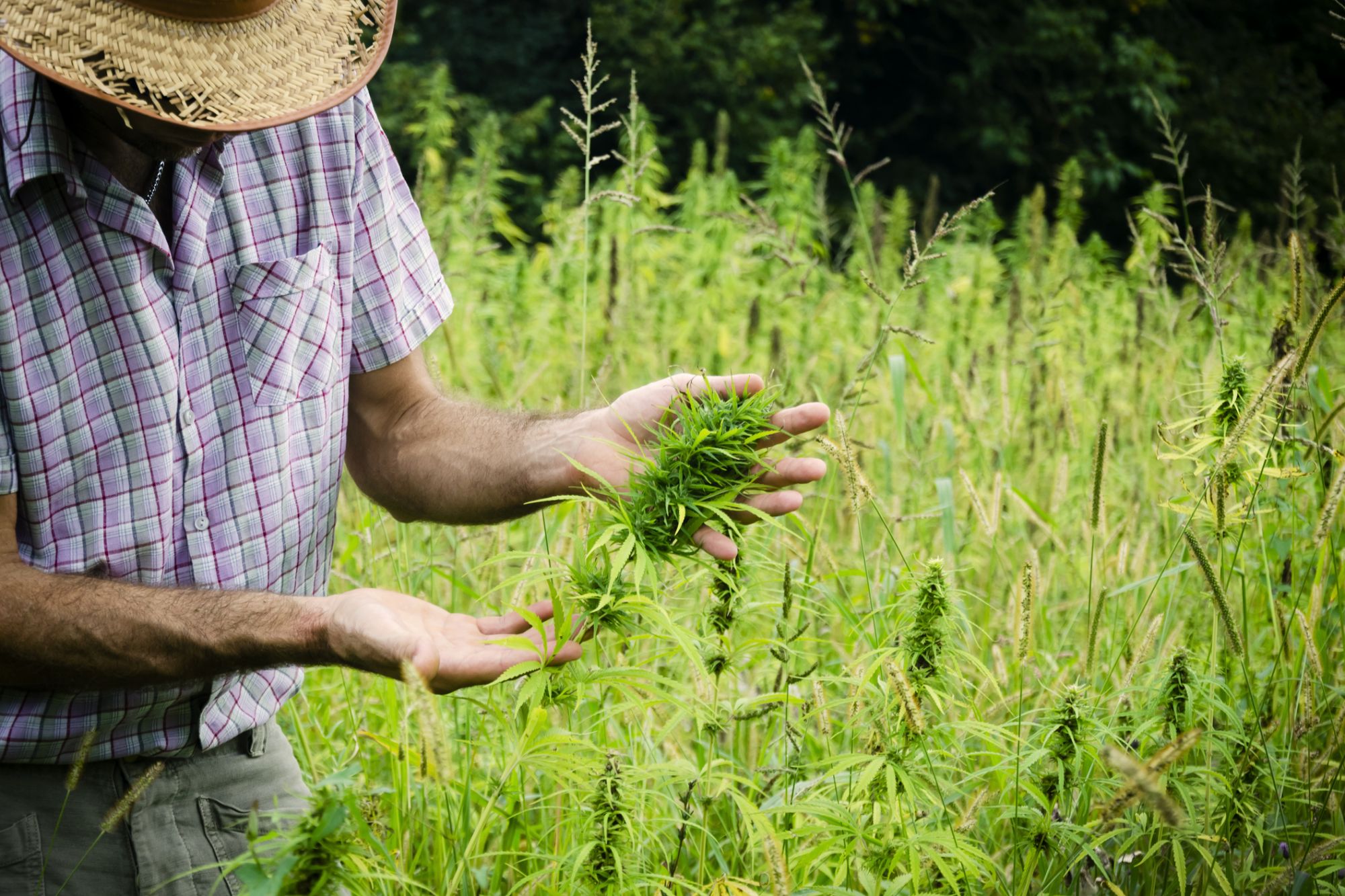 Canada : le marché du cannabis au détail génère 11 milliards de dollars de ventes et plus de 150 000 emplois