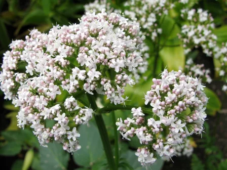 Valeriana: rimedio naturale contro menopausa