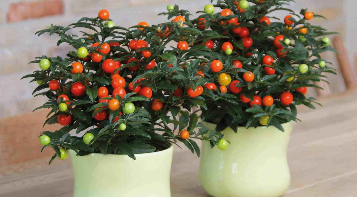 Solanum pseudocapsicum o Ciliegia di Gerusalemme: coltivazione, cura,  riproduzione - Natural Magazine