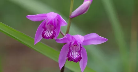 Bletilla orchidea terrestre