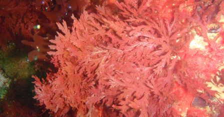 Un nuovo studio ha dimostrato quali sarebbero gli insospettabili benefici per la salute delle alghe rosse.