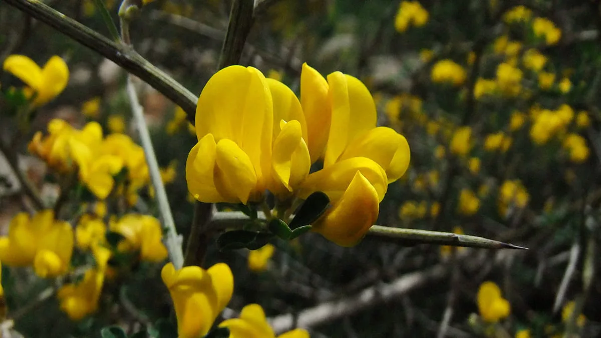 Ginestra spinosa