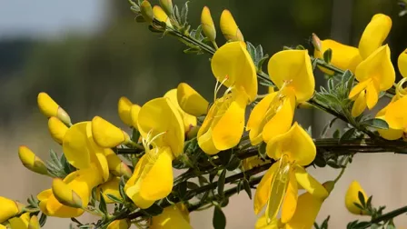 Cytisus scoparius: identificazione, proprietà, usi tradizionali, controindicazioni