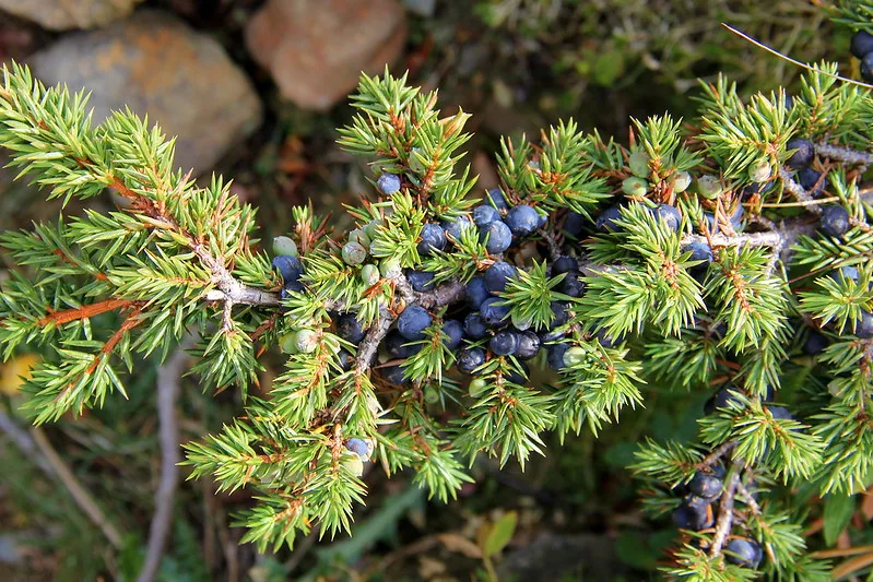 Ginepro comune Juniperus communis