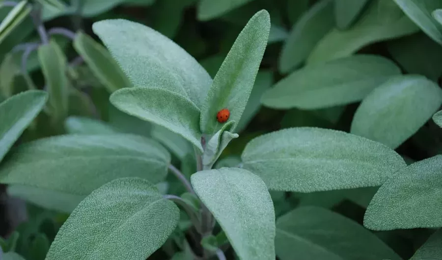 Coltivazione della salvia comune