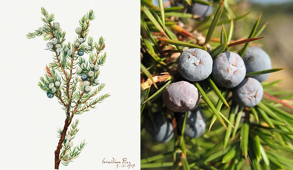 Juniperus communis fruits