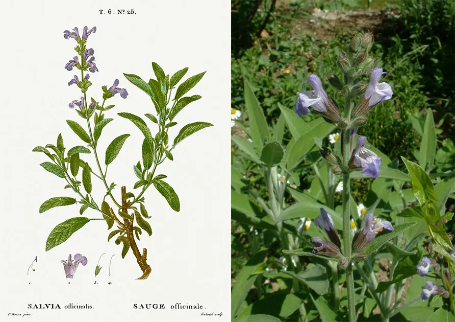 Salvia officinali: proprietà, usi, controindicazioni, rimedi naturali