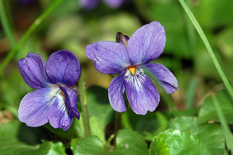 Viola Rutar Viola odorata: proprietà, usi, benefici, coltivazione - Natural Magazine