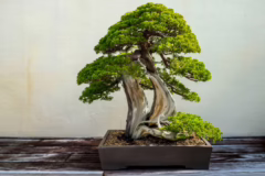 bonsai