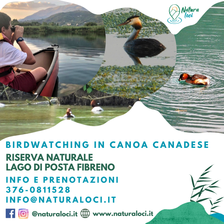 Birdwatching in canoa canadese