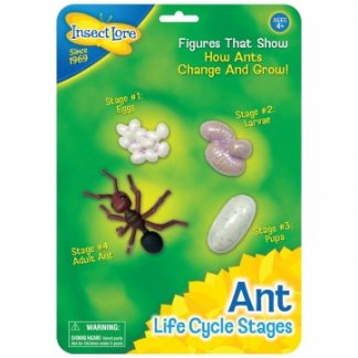 plastmodell av myrans livscykel