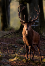 Kronhjort i bokskogen