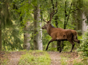 På väg