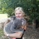 Koalaen er sterkt truet i Australia
