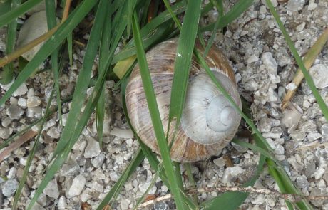 naturheil lachende schnecke