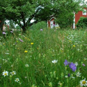 gräsfrö gräsmatta blommor Skånefrö Uppsala gödning