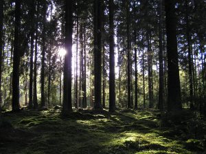 Skogen