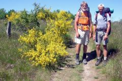 Blomstrende-gyveler-på-Den-italienske-sti.