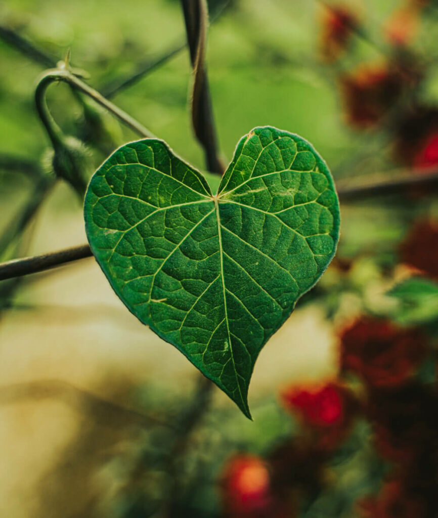 Verde come il cuore – blog di Margherita Cosani riflessologia e naturopatia a Udine