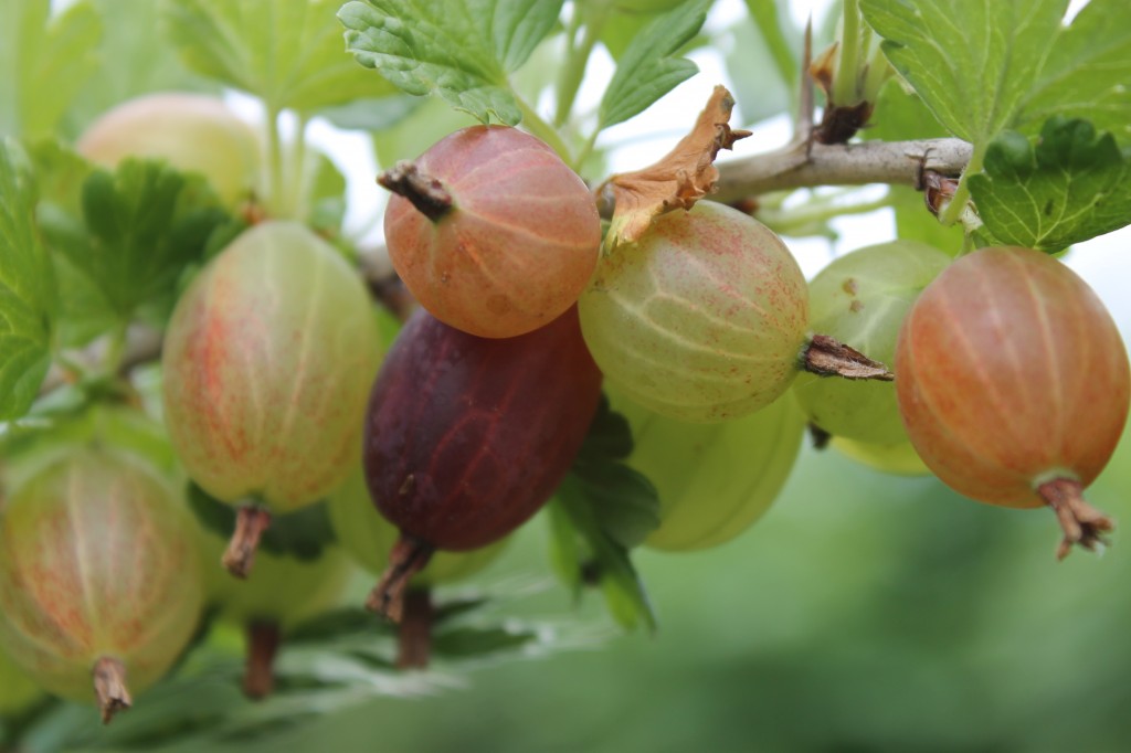 tomaten opbinden natuurlijkrijk