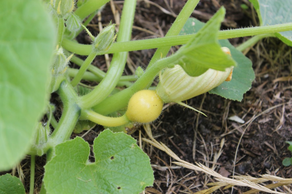 tomaten opbinden natuurlijkrijk