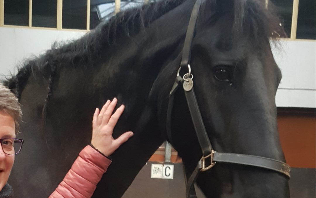 Persoonlijk leiderschap en paarden