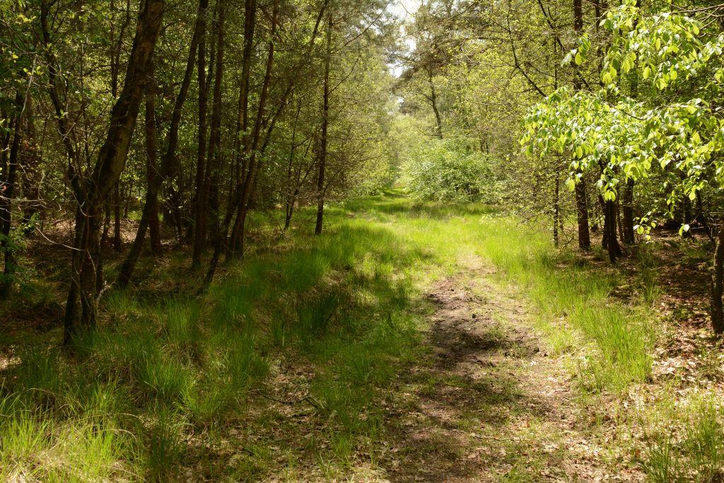 Natuurgebied Den Rooy