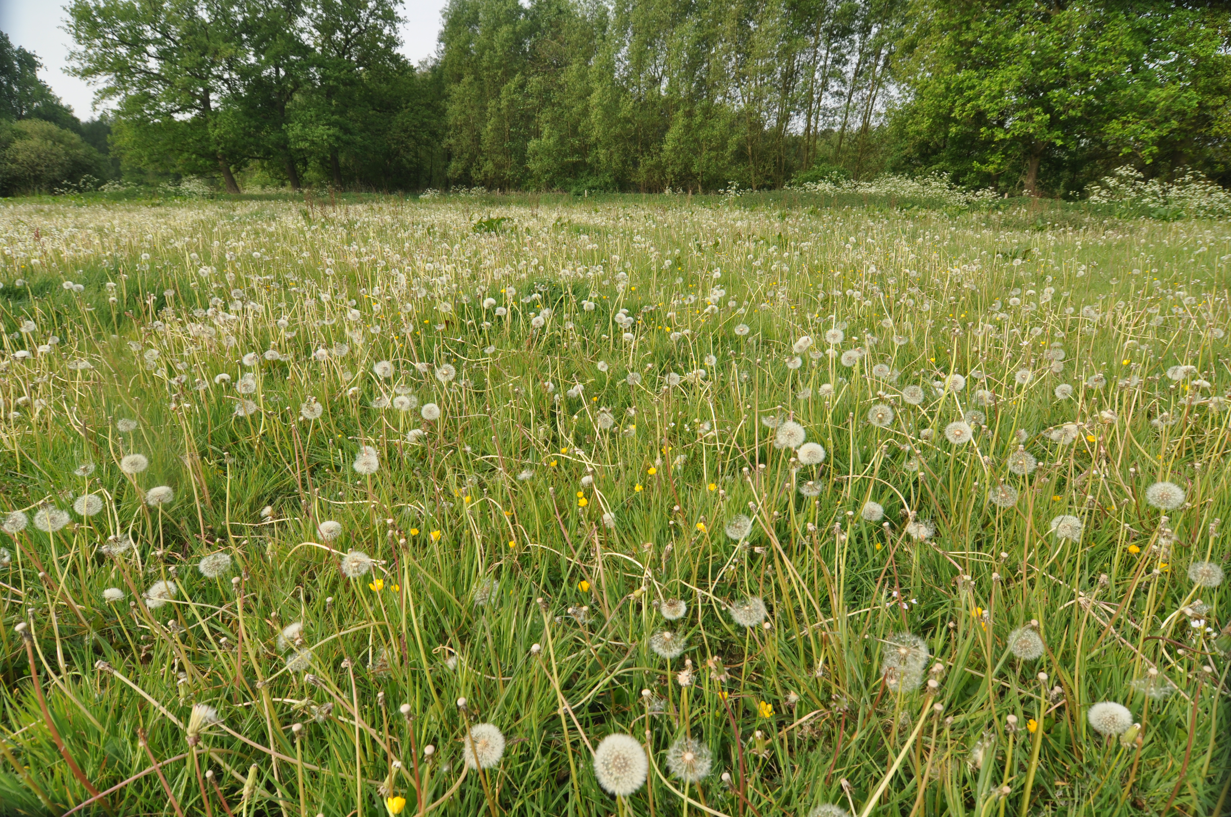 2011-05-06 Ashputten 0028