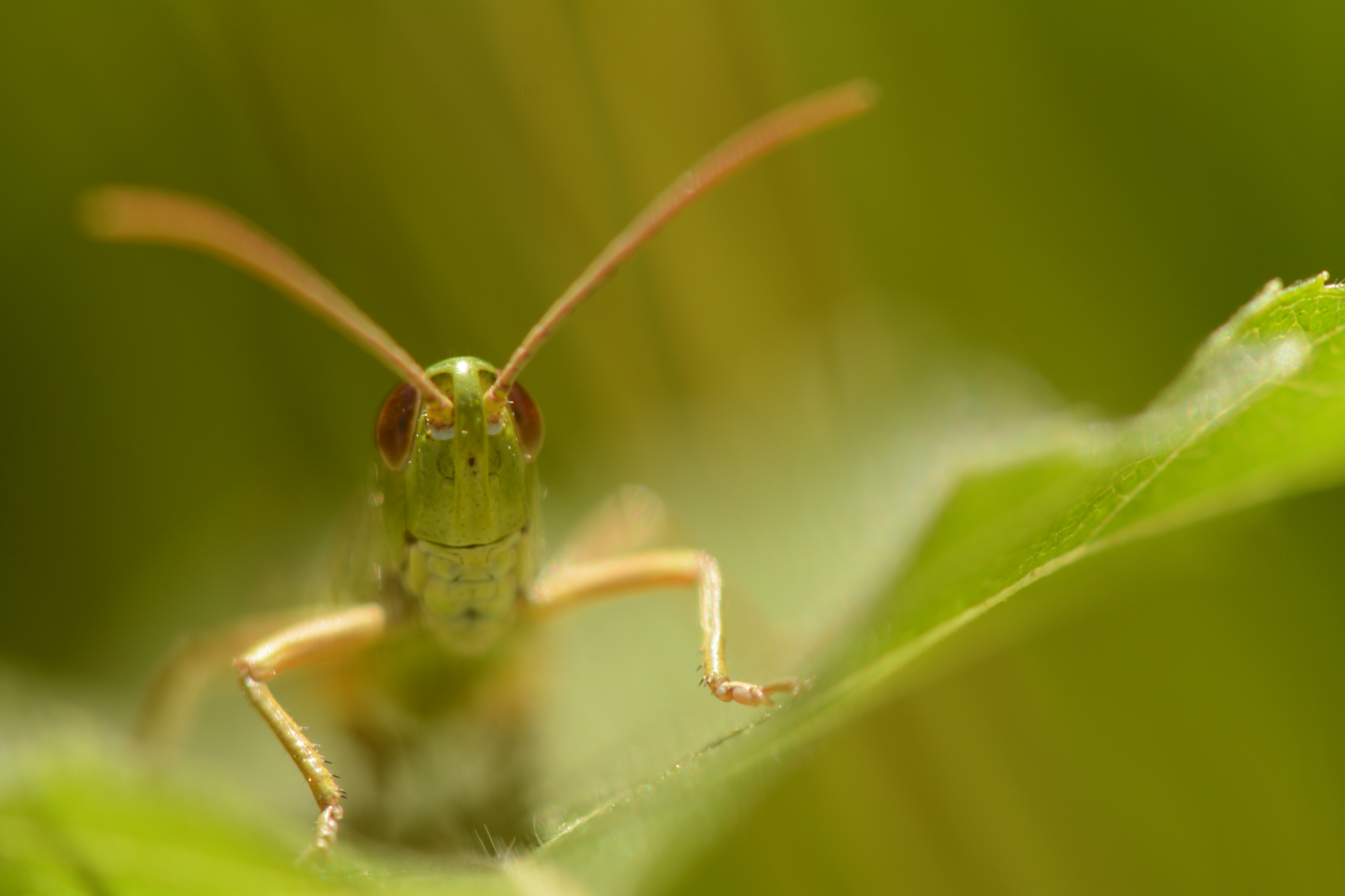 2013-07-28 144 Bonte Klepper