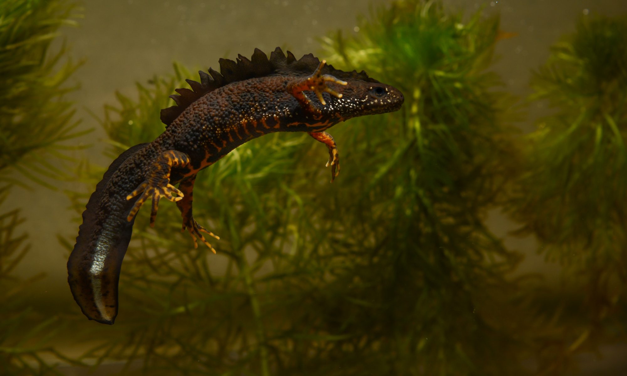 Salamander