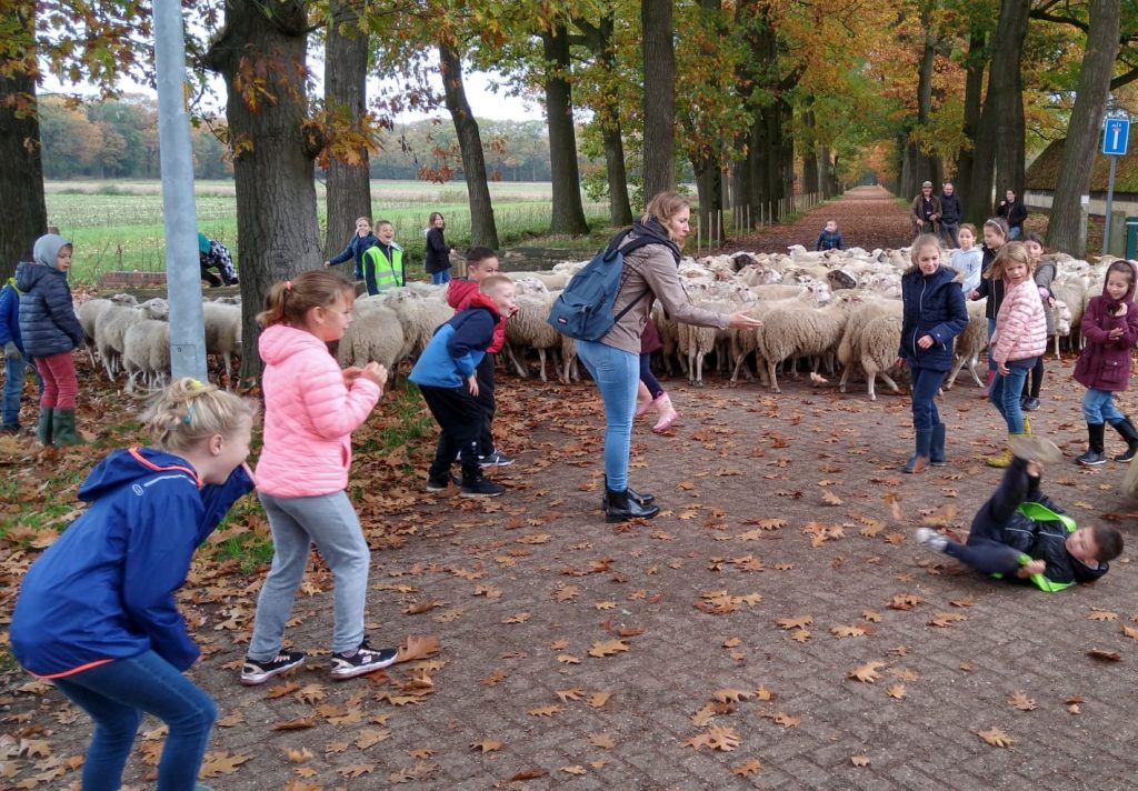 De leerlingen van het derde leerjaar van de gemeenteschool van Hoogstraten helpen de herder en de honden om de schapen de dreven te laten begrazen in de kolonie van Wortel.