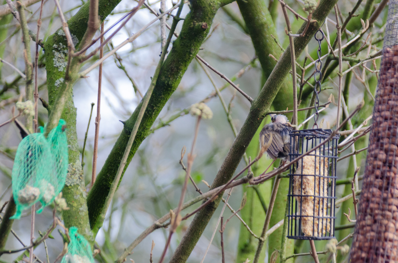 Jonge roodborst in de tuin van Paul Versmissen.