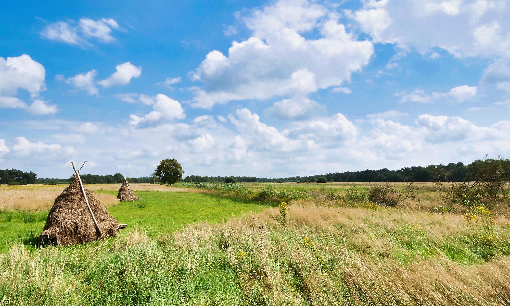 Castelreesche Heide