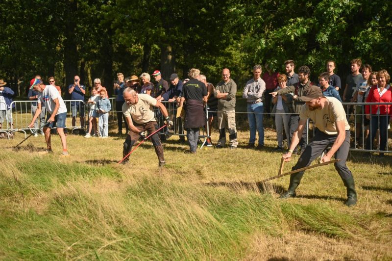 Zeistornooi Wortel Kolonie