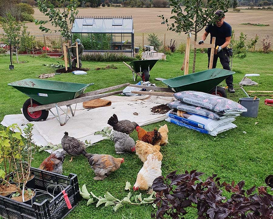 Plantering | Näva Trädgårdsmästare