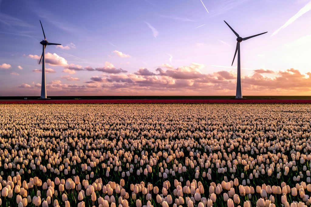 Flevolandse wijn