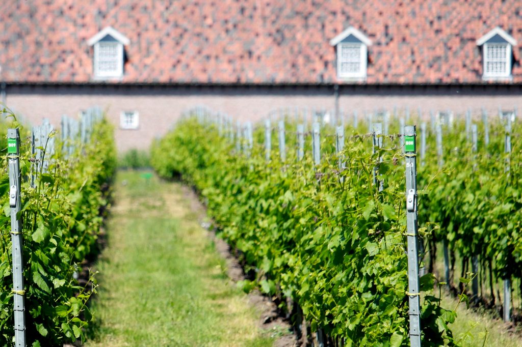 Nederlandse wijngaarden