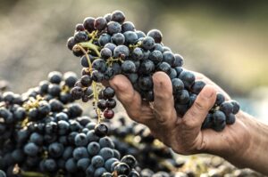 Productierecord wijnproductie 2023