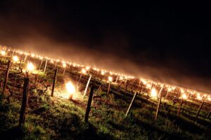 Wijngaarden nachtvorst
