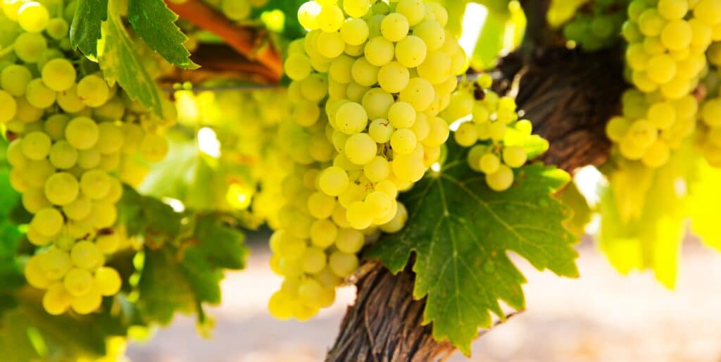 Tappenmars chardonnay