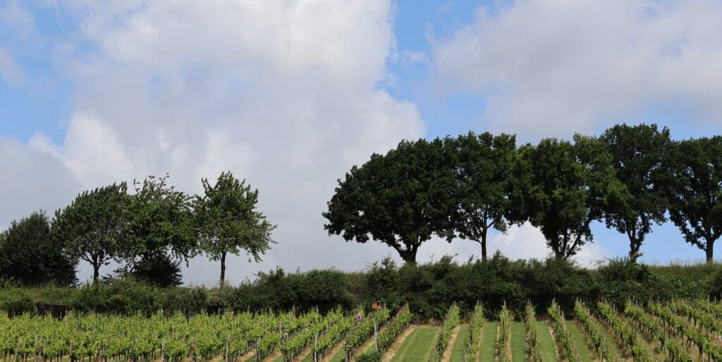 Vroege bloei